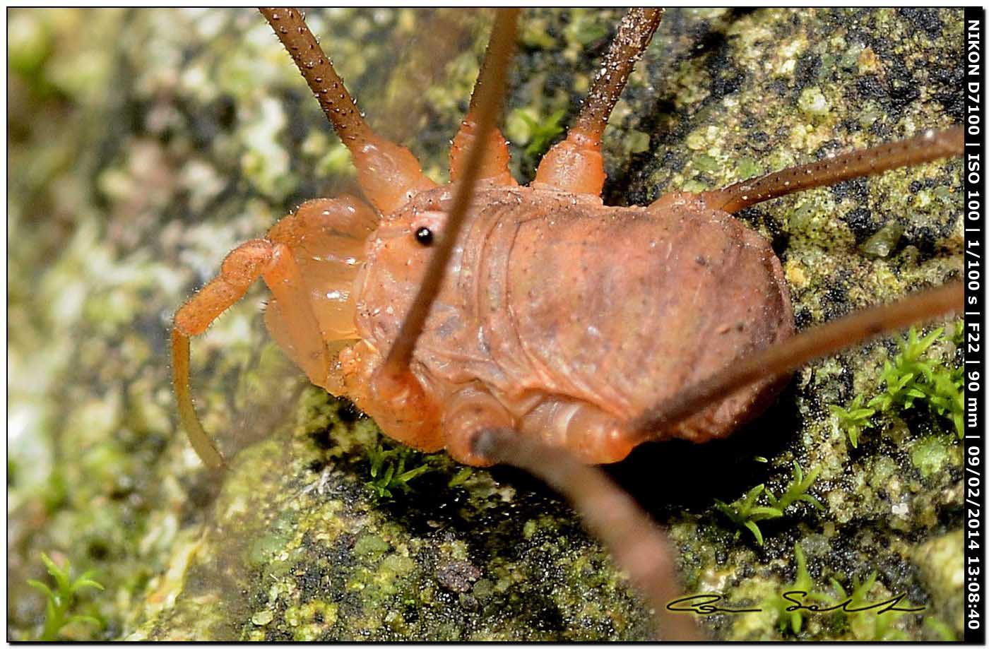 Opilio cf. transversalis ♂